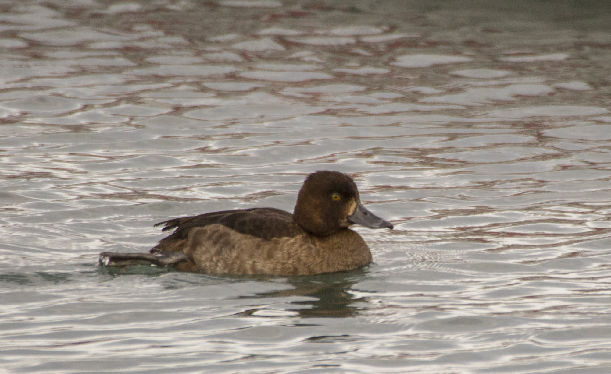 Ferruginous Duck